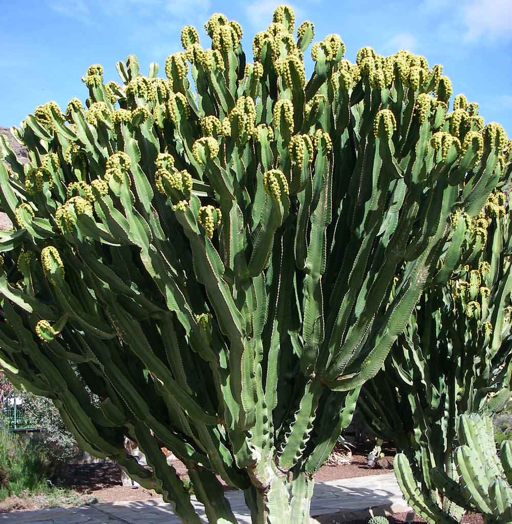 Cactus candelabro
