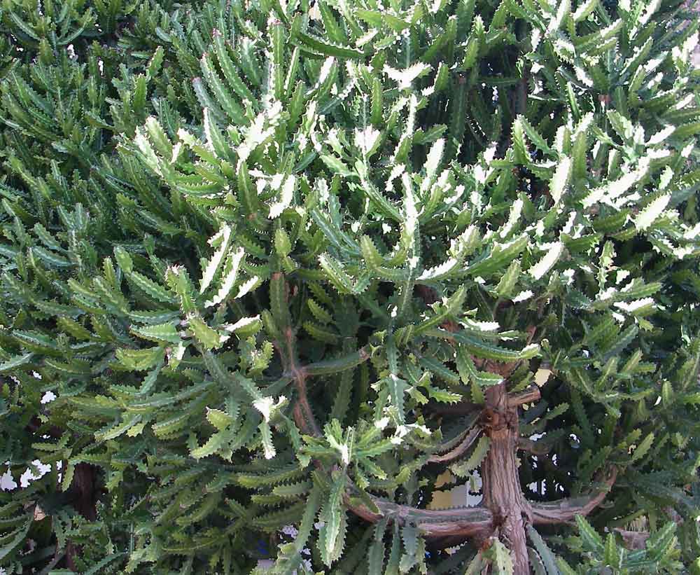 Euphorbia lactea