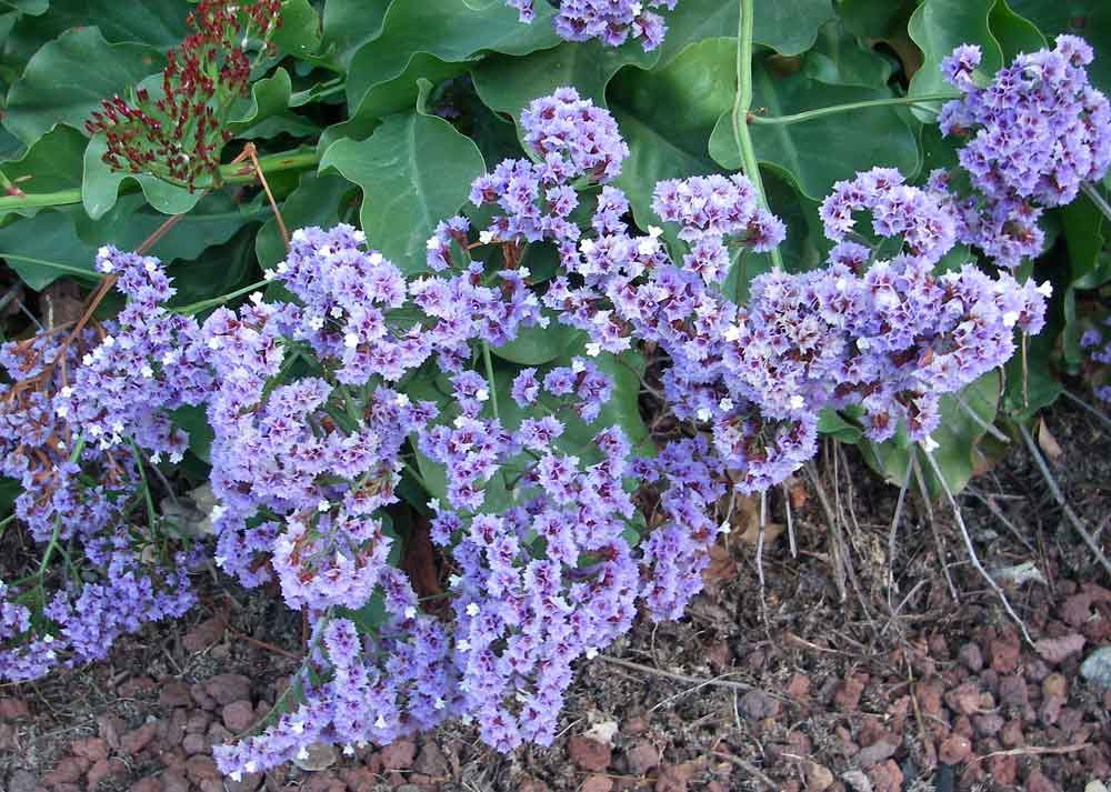 Limonium arborescens