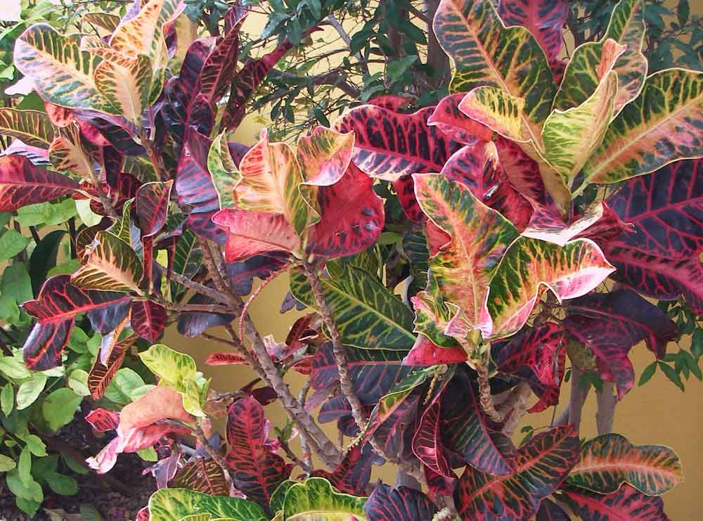Ochna serrulata