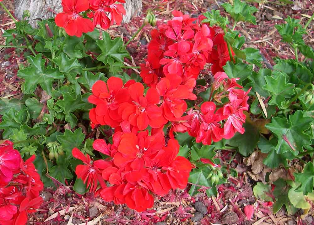 Pelargonium peltatum