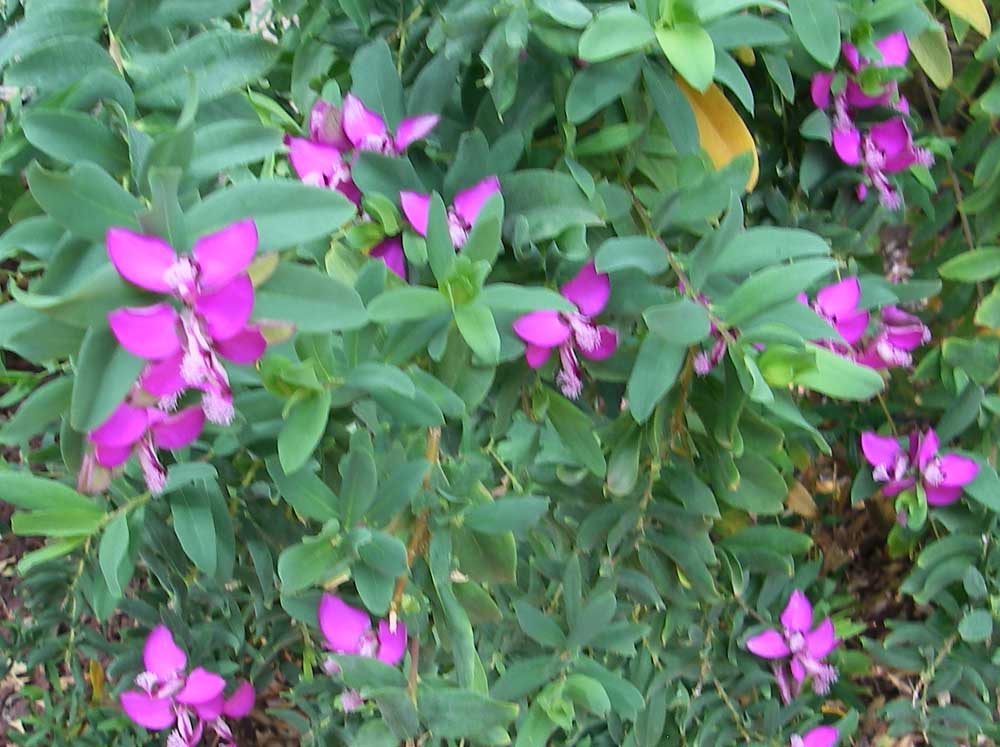 Polygala myrtifolia