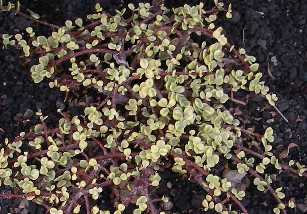 Portulacaria afra