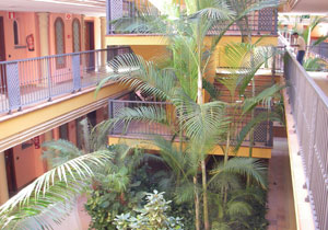 Tropical plants