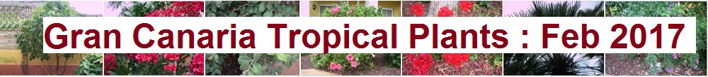 Tropical plants