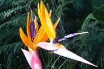 Bird of Paradise flower