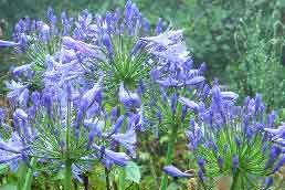Blue agapantha flowers