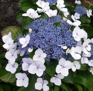 Blue-white flowers