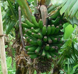 Bunch of green bananas on tree