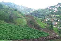 Cultivated terraces, Madeira