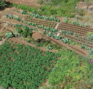 Vegetable cultivation on volcanic soil in Mareirs valley
