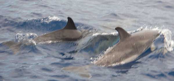Three dolphins in the sea