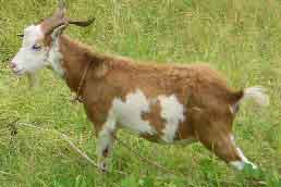Goat
