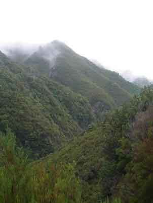 Views of rain forest in Madeira, while wlaking the lavadas