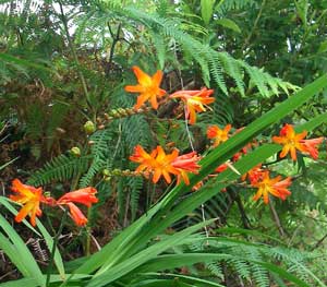 Montbretia flowers