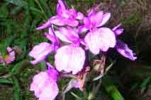 Orchid type flower