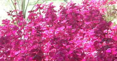 pink flowers in park in Funchal