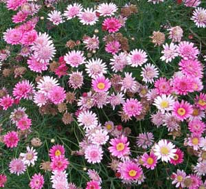 Pink flowers