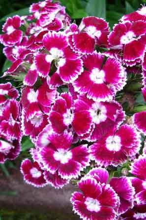 Pink-White flowers in Madeira