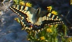 Swallowtail butterfly seen near Red Tower