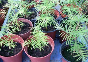 Three month Metasequoia seedlings in small pots