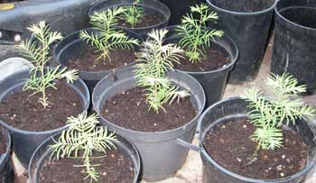  Three month Metasequoia seedlings in large pots