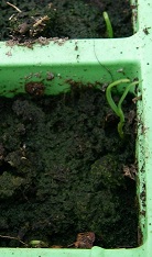 Possible Metasequoia Glyptostroboides germination