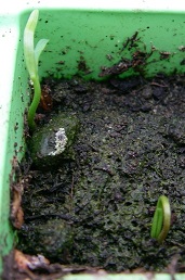 Possible Metasequoia Glyptostroboides germination
