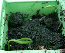 Possible Metasequoia Glyptostroboides germination