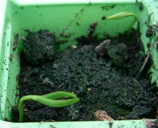 Possible Metasequoia Glyptostroboides germination