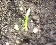 Weed germination