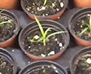 Weed seedling - now with six leaves