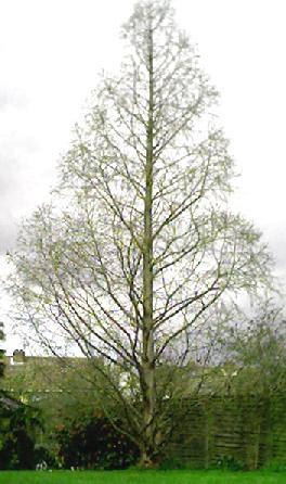 Metasequoia Metasequoia