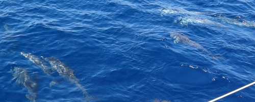 Dolphins in Fuerteventura