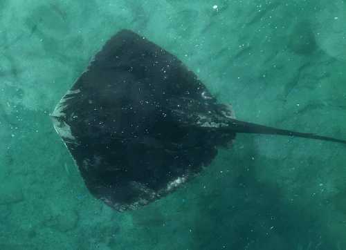 Stingray