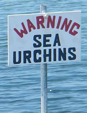 Warning: Sea Urchins