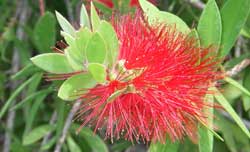 Callistemon viminalis or Bottlebrush
