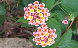 Flowers in Sardinia