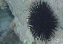 Sea urchin