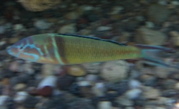 Coloured fish