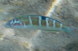 Multicoloured fish