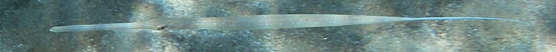 Pipe fish