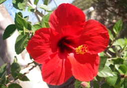 Red bourgainvillea flower
