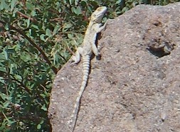 Lizard