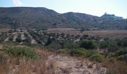 Olive grove