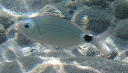Fish with black spot