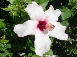White bourgainvillea flower