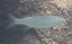 White fish