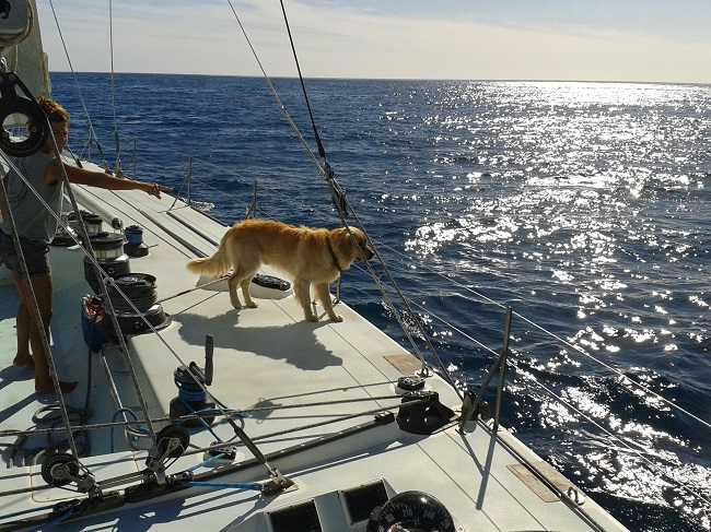 Dog watching the dolphins