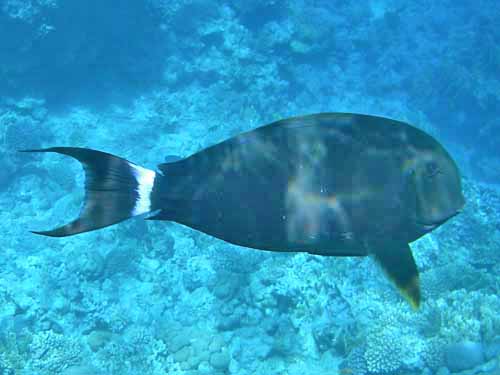 Black Sturgeon fish